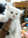 Traditional Persian cat rare odd eyes white kitten